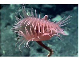 Venus flytrap anemone on top of a coral. Venus flytrap anemone on top of a coral.