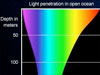 Bioluminescence - A Light in the Darkness