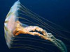 Credit: National Oceanic and Atmospheric Administration/Department of Commerce; Photo courtesy of Kevin Raskoff