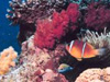 Credit: National Oceanic and Atmospheric Administration/Department of Commerce; Photographer: Mr. Mohammed Al Momany, Aqaba, Jordan