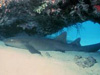 Credit: National Oceanic and Atmospheric Administration/Department of Commerce; Florida Keys National Marine Sanctuary