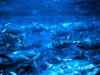 Credit: OAR/National Undersea Research Program (NURP)