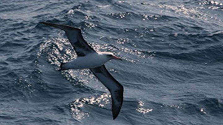 Arctic Seabirds