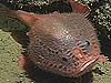 Unidentified frogfish