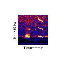 Spectrogram of blue whale