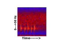 Fin whale spectrogram