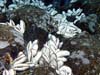 Large clams mussels line the cracks between the pillow lavas.