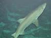 A smalltooth sand tiger shark.