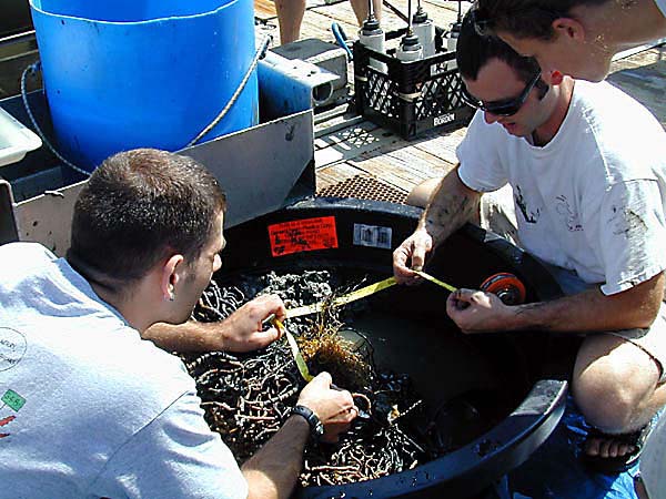 sorting through the tubeworm bush