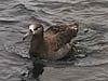 Blackfooted albatross travel to OCNMS