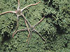 Brittlestars 