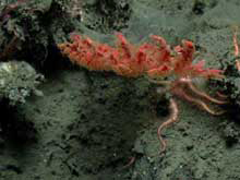 Gorgonian