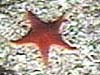 A Brittle Star 