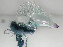 Portugese Man-O-War jellyfish