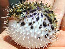 spiny puffer fish