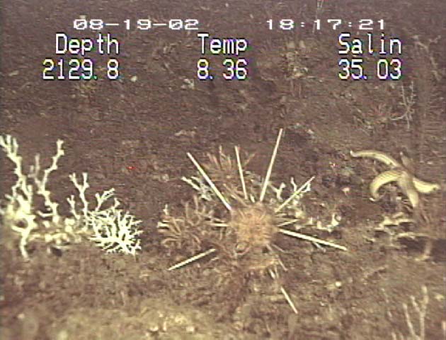 Coral, pencil urchin, and sea star. 