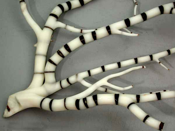 Bamboo Coral Skeleton