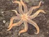 A sea star