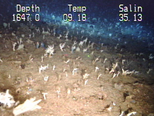 example of the abundant coral growth that can be found in some areas with exposed hardbottom