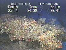 Rocky conglomerates provide the basis for the reefs on the outer continental shelf.