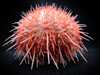 Sea urchin, collected during the JSL dive.