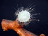 Glass sponge, found at a depth of more than 1500 feet