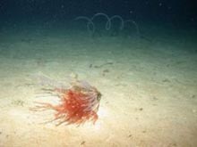 Red alga Gracilaria blodgettii