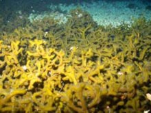 A Bright Bank area blanketed by dense mats of the spongy green alga Codium repens