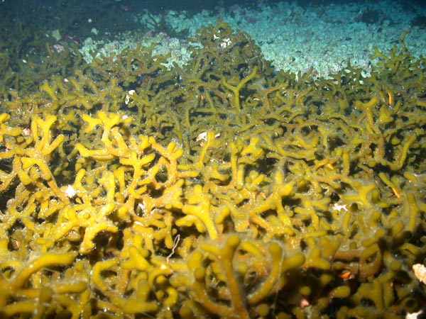 A Bright Bank area blanketed by dense mats of the spongy green alga Codium repens