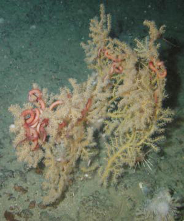 A large number of basket stars were found entwined within this octocoral