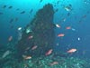 Thick clouds of fish around one of the basalt spires at Alderdice Bank