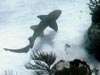 Nurse shark (Ginglymostoma cirratum) cruising the boundary between spur and groove reef habitat