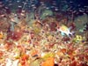 Over 200 species of coral reef fish occur in the northwestern Gulf of Mexico