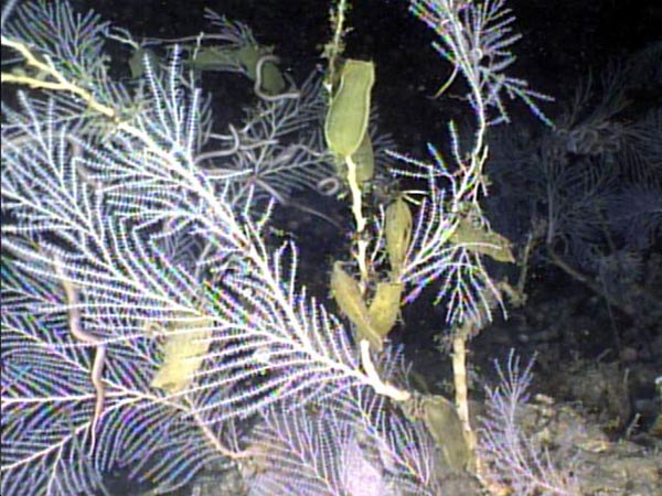 Catshark egg cases attached to one colony in a field of Primnoid corals