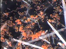 Paragorgia sp. and pin-shaped clear sclerites Lepidisis sp photographed through a microscope