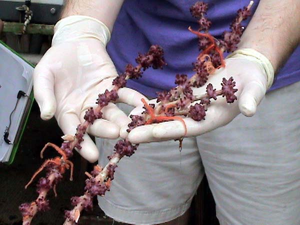 Purple octocoral