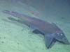 A chimaera at Bear Seamount