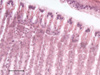 Epithelium of vesicomyid clam gill covered with cilia.