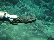 The claw and arm of Alvin grasping a wedge of pillow basalt.