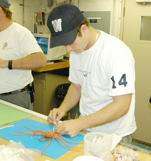 Spider crab blood samples enable us to study hormone levels.