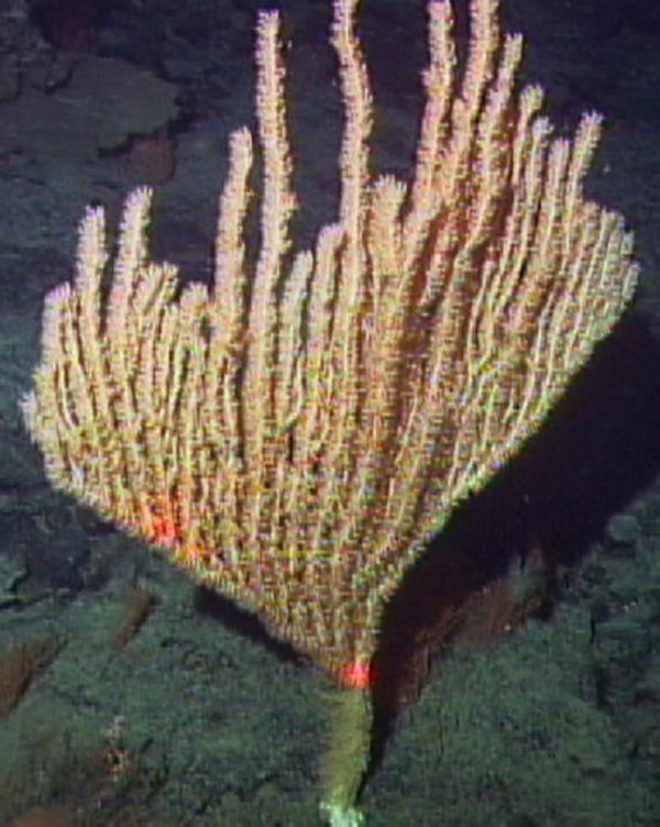 Bamboo corals were among the dominant groups.  They are in the Family Isididae.