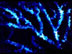 Benthic bioluminescence in bamboo coral