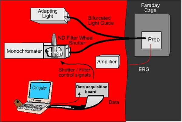 equipment needed to measure the response of an eye to a flash of light