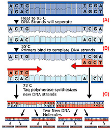 Polymerase chain reaction (PCR)