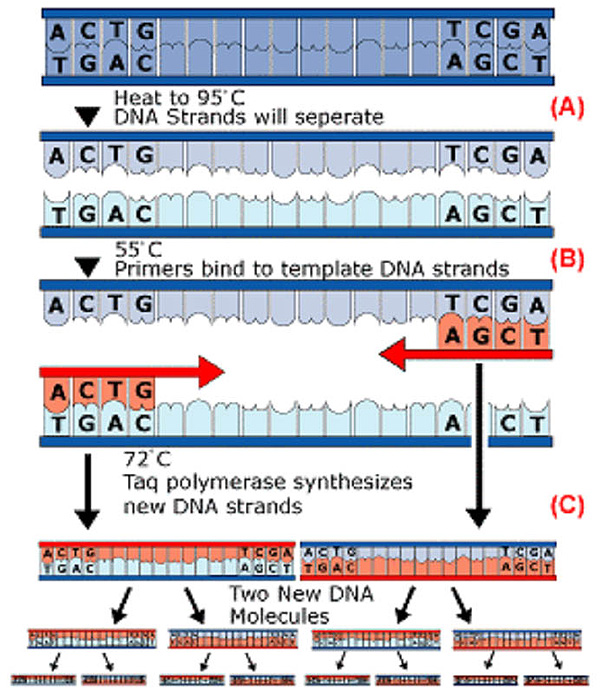 Polymerase chain reaction