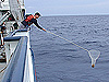 Dip net sampling for Sargassum