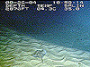 Two views of rippled dunes from Sandy Tongue dive site