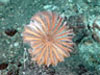 Stalked crinoid on the caldera seafloor at West Rota volcano.