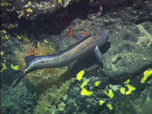 A gadid foraging amongst the basalt.