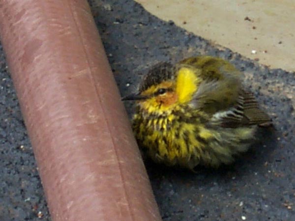 A small wood warbler, presumably blown off course while migrating from its winter home in Central or South America.